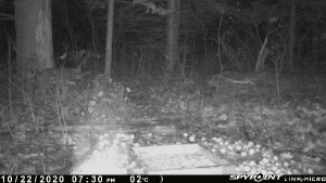 Bobcat On Trail Cam