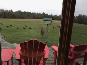 Turkeys And Deer At Feeder Site