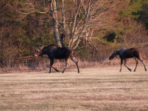 moose on the move