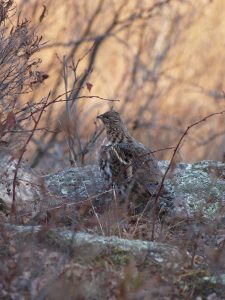 grouse