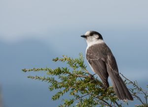 A Grey Jay