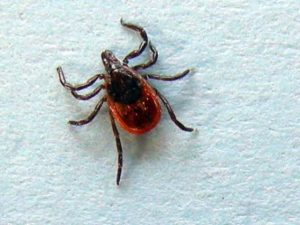 Blacklegged Tick, Unfed Female