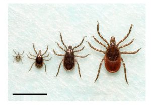 Ixodes Scapularis L, N, M, F (bar Corrected, Colour Correction)