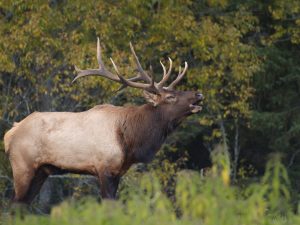 13 C Elk Bugling PA093612