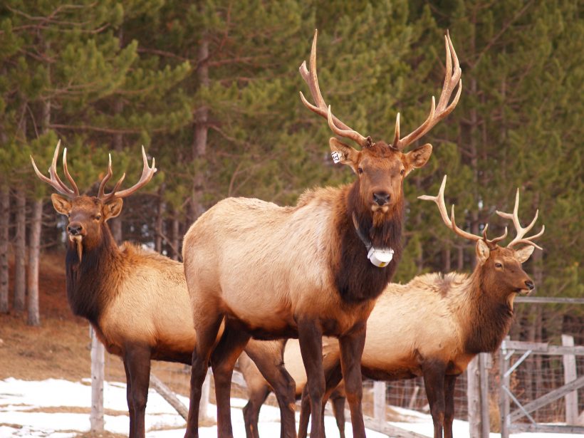 new elk arrivals
