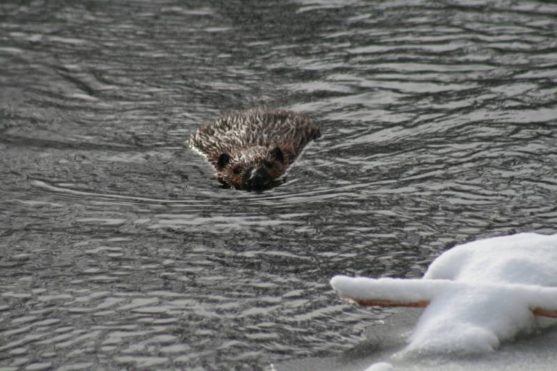 Dinier's Beaver