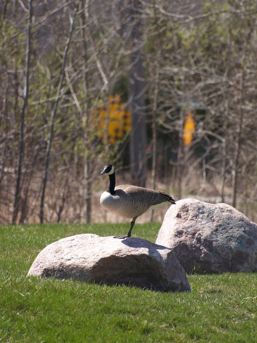 Canada Goose