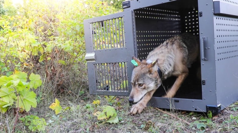 Isle Royale Wolf