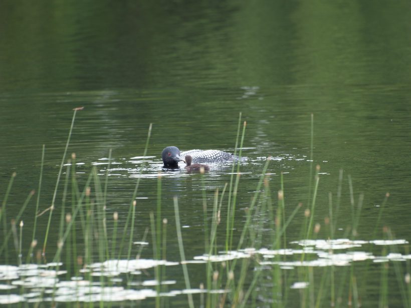 Loon Feeds Chick