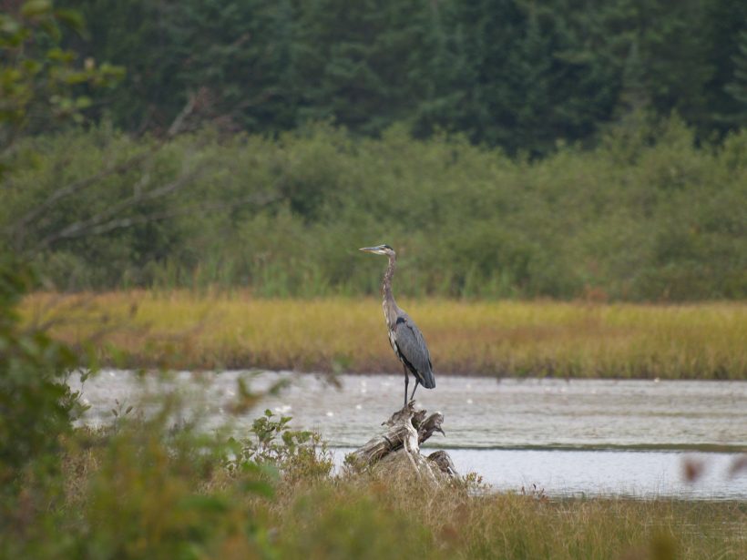 Heron