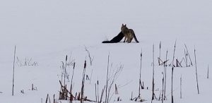 Coyote With Beaver