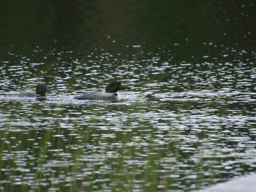 adult loons