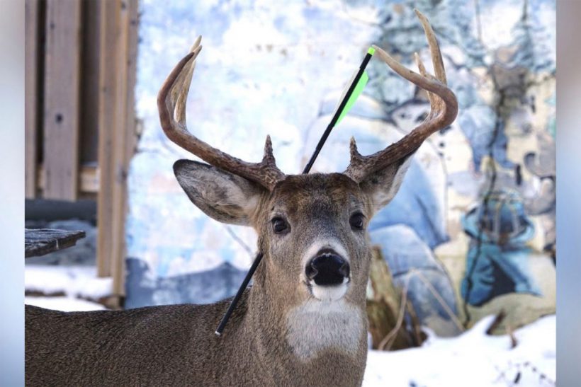 Photo Shows Deer With Arrow Sticking Out Of Head In 990x660
