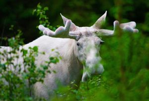 Ghost Moose