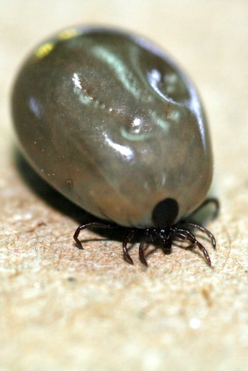Blacklegged Tick, Fully Engorged Female