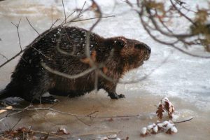 1175. Dinier's Beaver