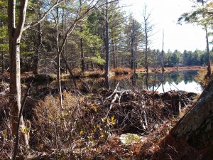 56. Beaver Dam On Gino's Trail