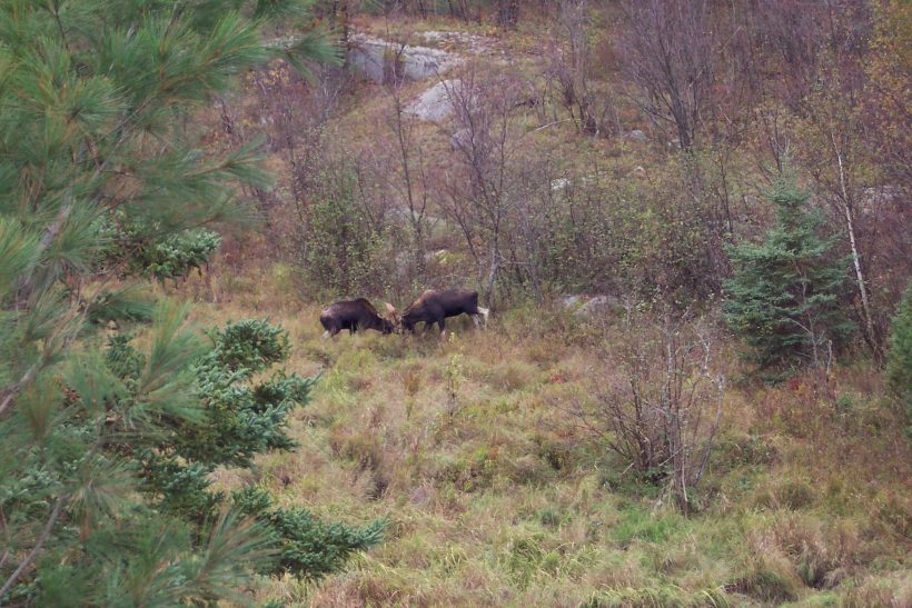 14. Moose Hunt 2007 024