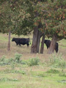 2 A Black Angus