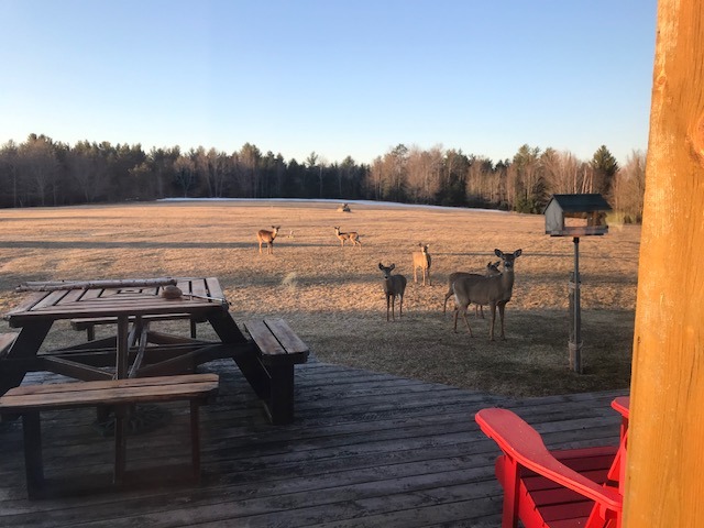 1 B. Deer At The Ridge