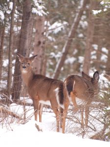 1c. Winter Deer