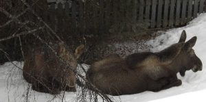 1a. Moose At Rest