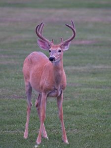 1d. Buck Deer