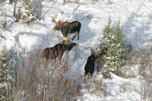 1g. Moose In Michigan