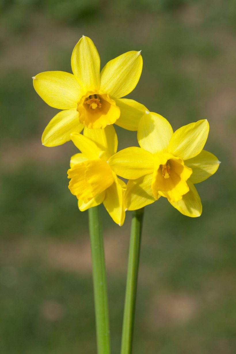 Tete A Tete; Narcissus, Daffodil