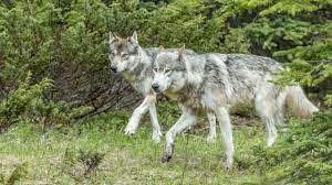 1 B. Grey Wolf