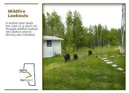 8. Bears Visit Fire Tower Source Alberta.ca