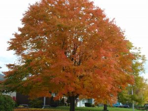 1b. Batawa Autumn Maple