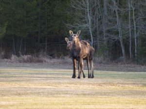 3c. Cow Moose