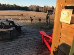 11. Deer At The Bird Feeder