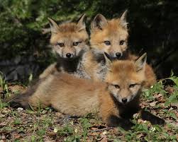 1e. Red Fox Kits