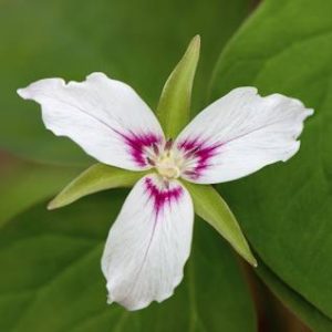 A Close Up View Of A Single Painted Trillium Flower.