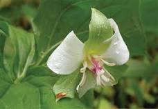 2b. Drooping Trillium