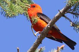 6c. Scarlet Tanager