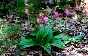 7b. Lady Slipper