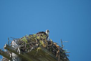 18b. Osprey