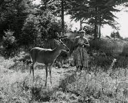 19b. Deer In Park