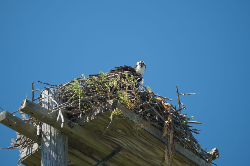 2. Osprey Nesting