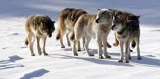 22. Wolf Pack