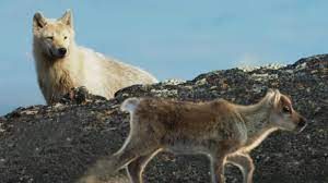 22b. Caribou Calf