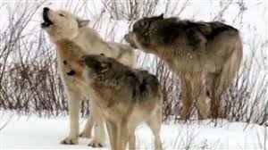 6. Wolves