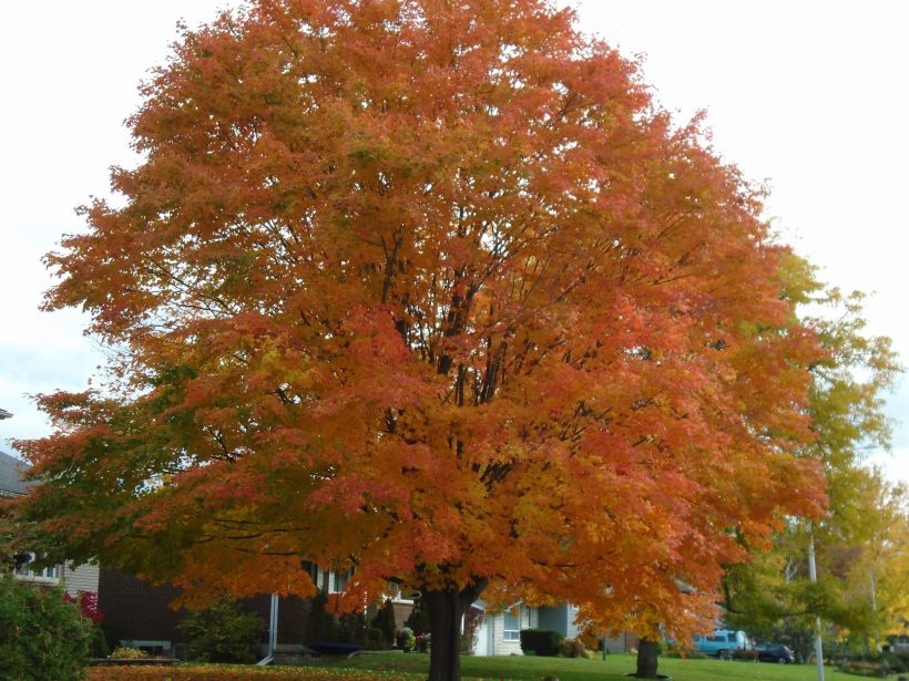 1. Batawa Autumn Maple