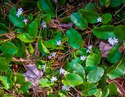 6b. Trailing Arbutus