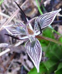 Adder's Tongue