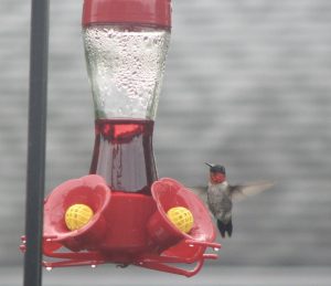 1. Hummingbirds At Feeder