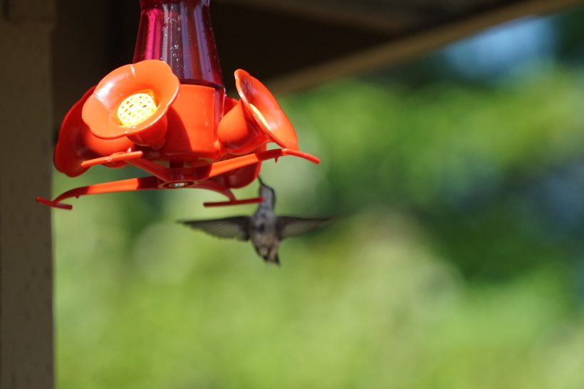 1a. Hummingbird